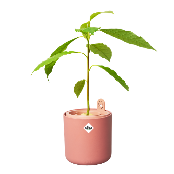 amazing avocado pot mou terra